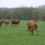 Web_klippet_475